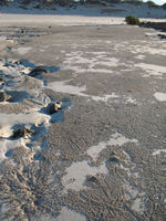 Sand bubbler crabs, Cape Keraudren Coastal Reserve